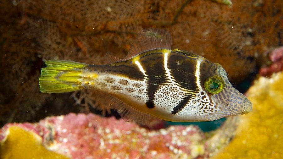 Snorkeling and diving in Fiji